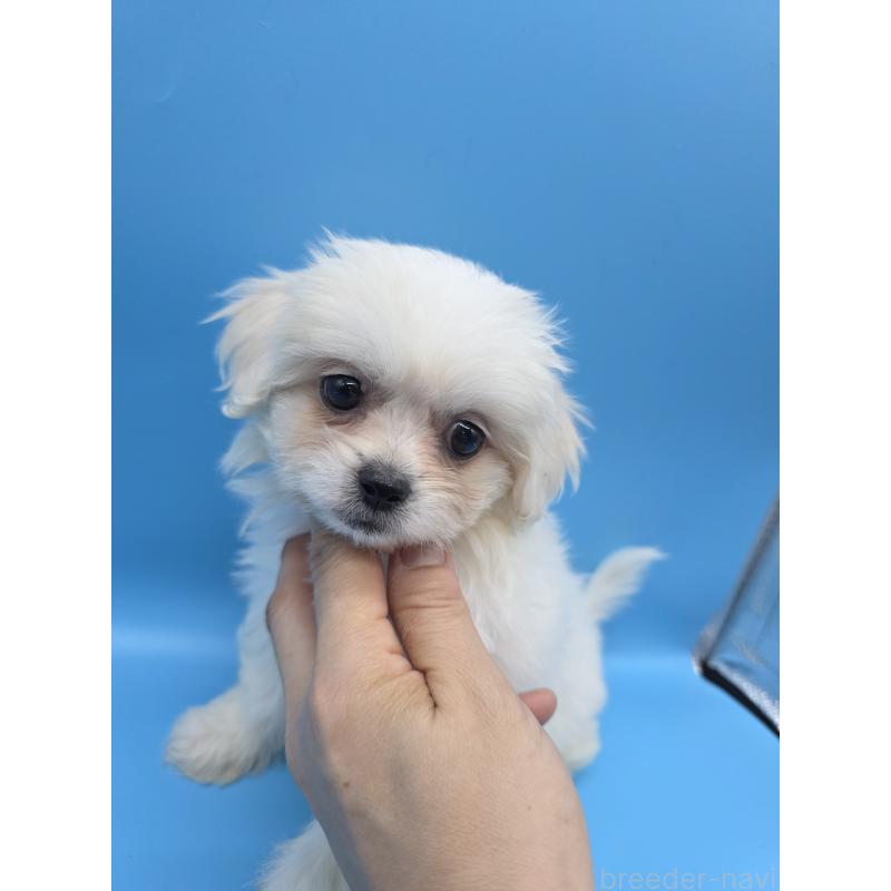 販売中の静岡県のミックス犬-423156の3枚目