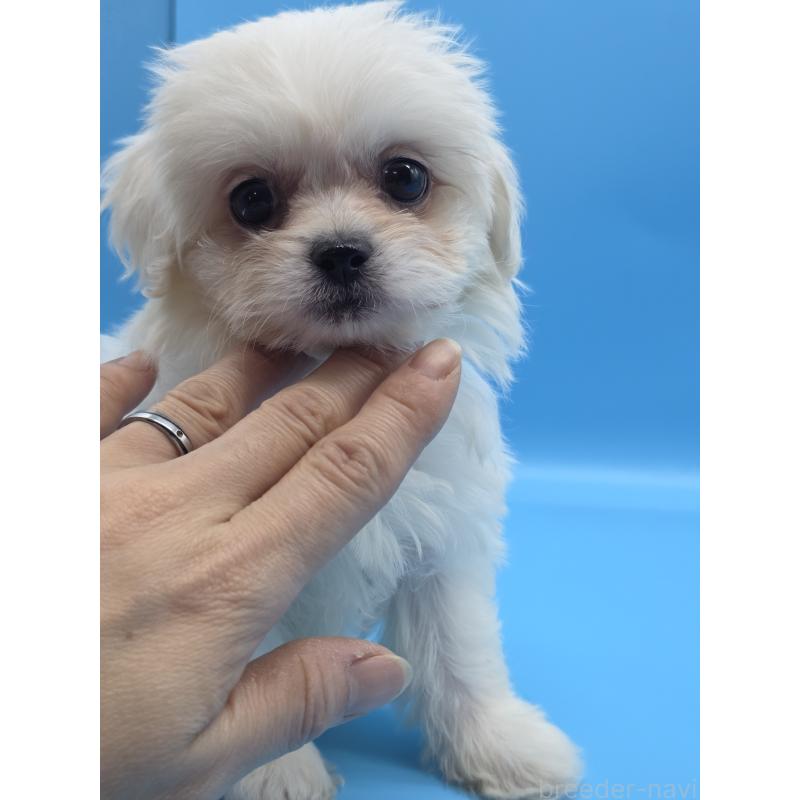 販売中の静岡県のミックス犬-423156の2枚目