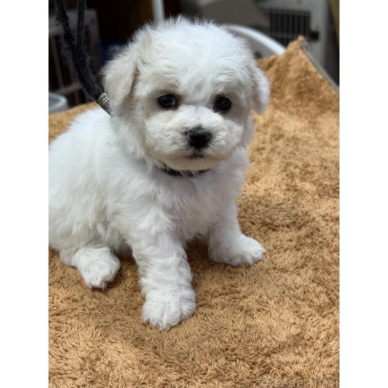 販売中の栃木県のビションフリーゼ-423099の10枚目