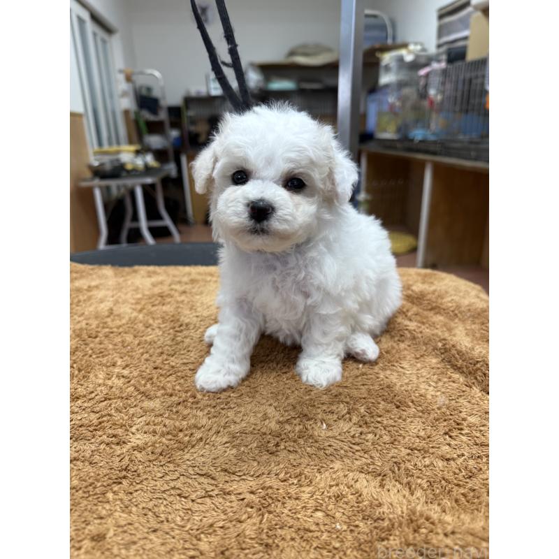 販売中の栃木県のビションフリーゼ-423099の9枚目