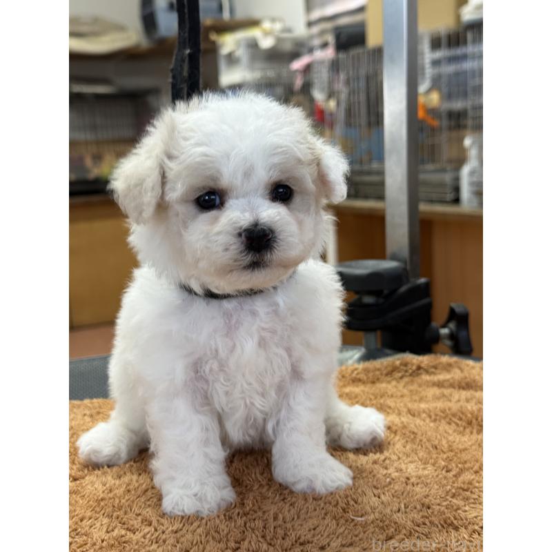 販売中の栃木県のビションフリーゼ-423099の8枚目