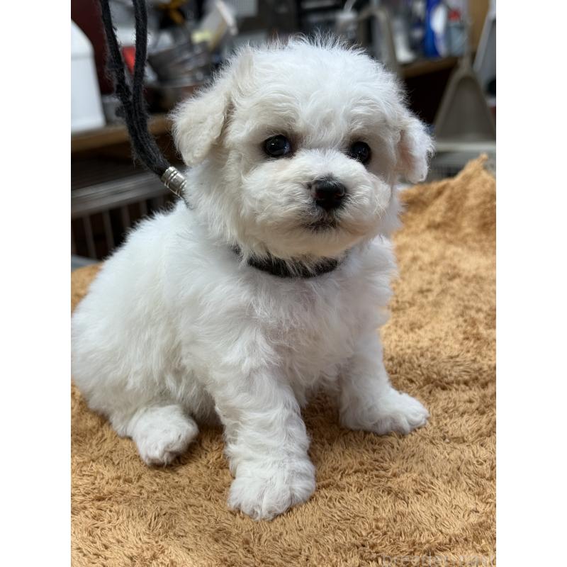 販売中の栃木県のビションフリーゼ-423099の7枚目