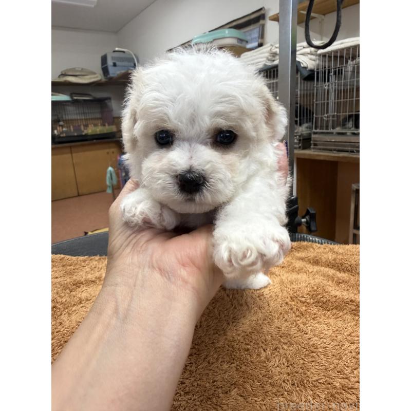 販売中の栃木県のビションフリーゼ-423099の6枚目