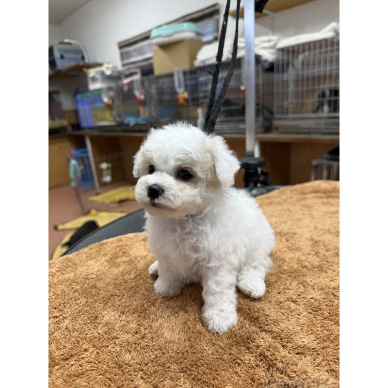 販売中の栃木県のビションフリーゼ-423099の5枚目