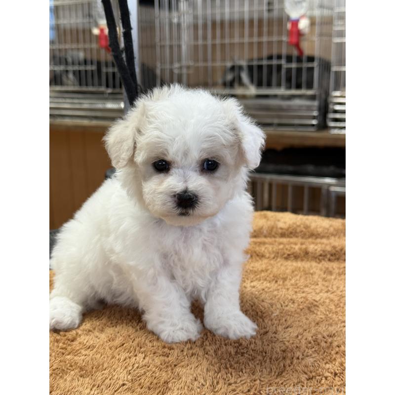 販売中の栃木県のビションフリーゼ-423099の4枚目