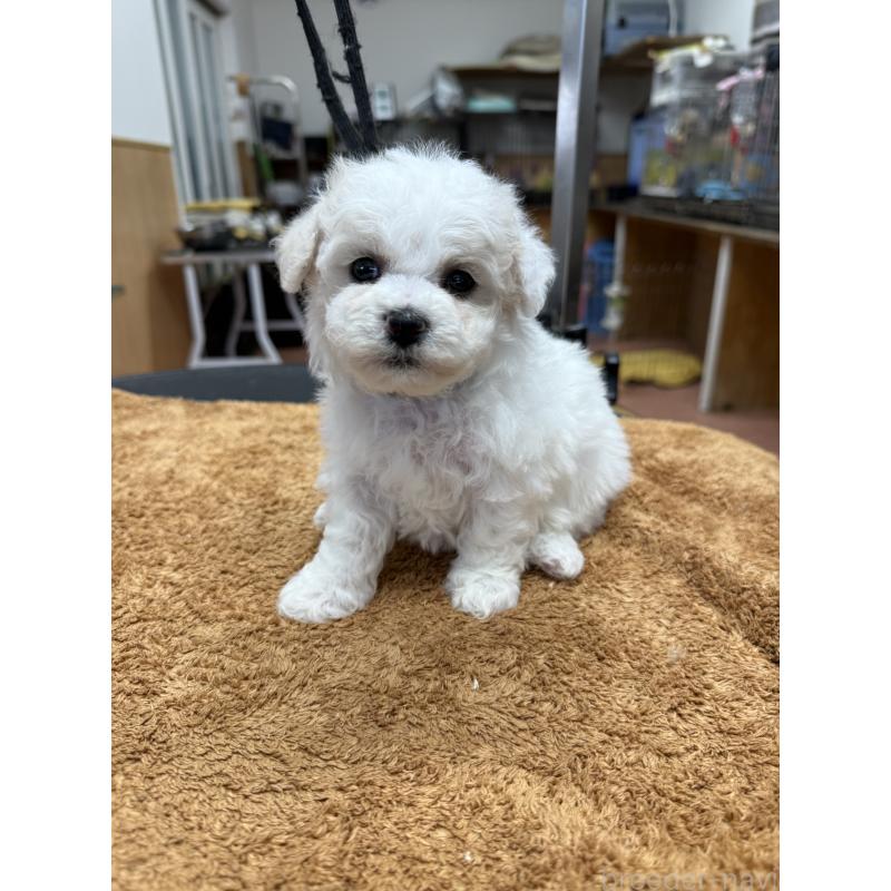 販売中の栃木県のビションフリーゼ-423099の3枚目