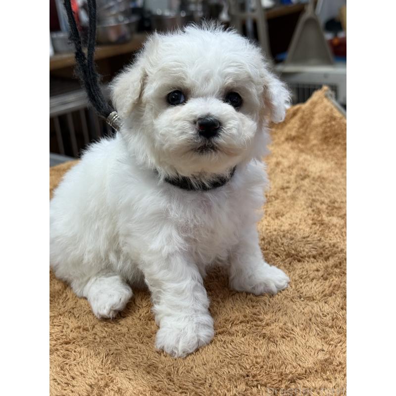 販売中の栃木県のビションフリーゼ-423099の2枚目