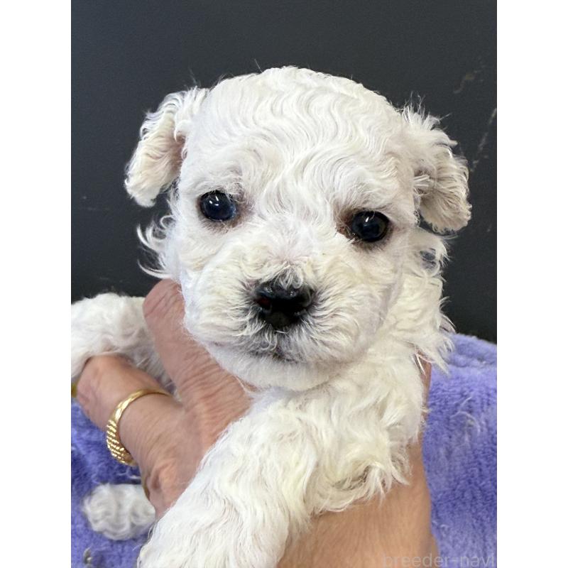 販売中の栃木県のビションフリーゼ-423100の9枚目