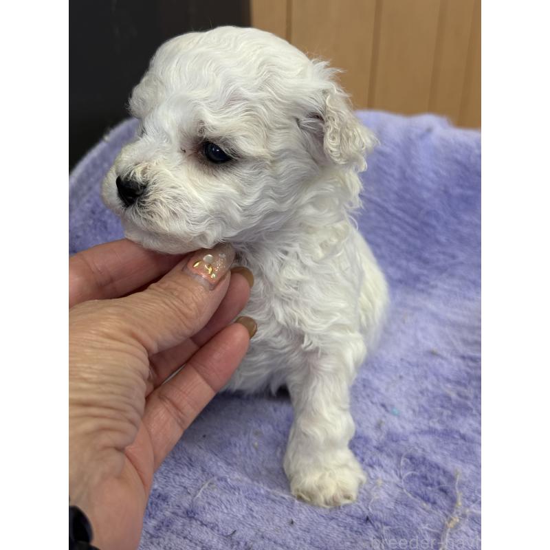 販売中の栃木県のビションフリーゼ-423100の8枚目