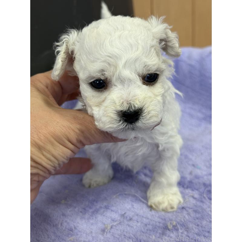 販売中の栃木県のビションフリーゼ-423100の7枚目