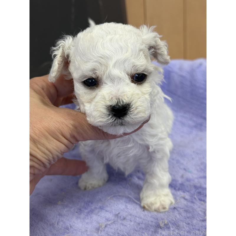 販売中の栃木県のビションフリーゼ-423100の6枚目