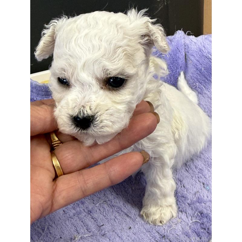 販売中の栃木県のビションフリーゼ-423100の5枚目