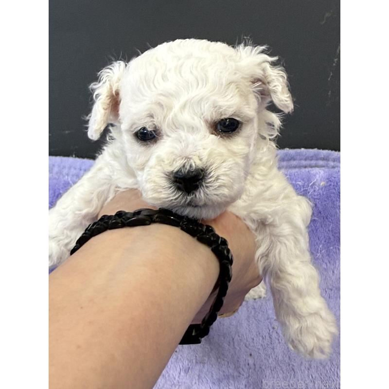 販売中の栃木県のビションフリーゼ-423100の4枚目