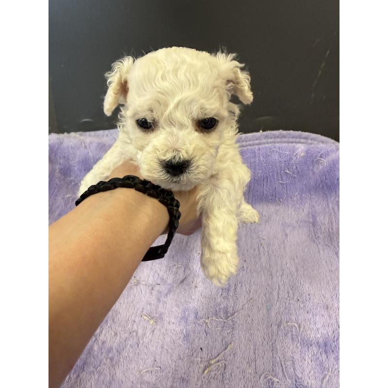 販売中の栃木県のビションフリーゼ-423100の3枚目