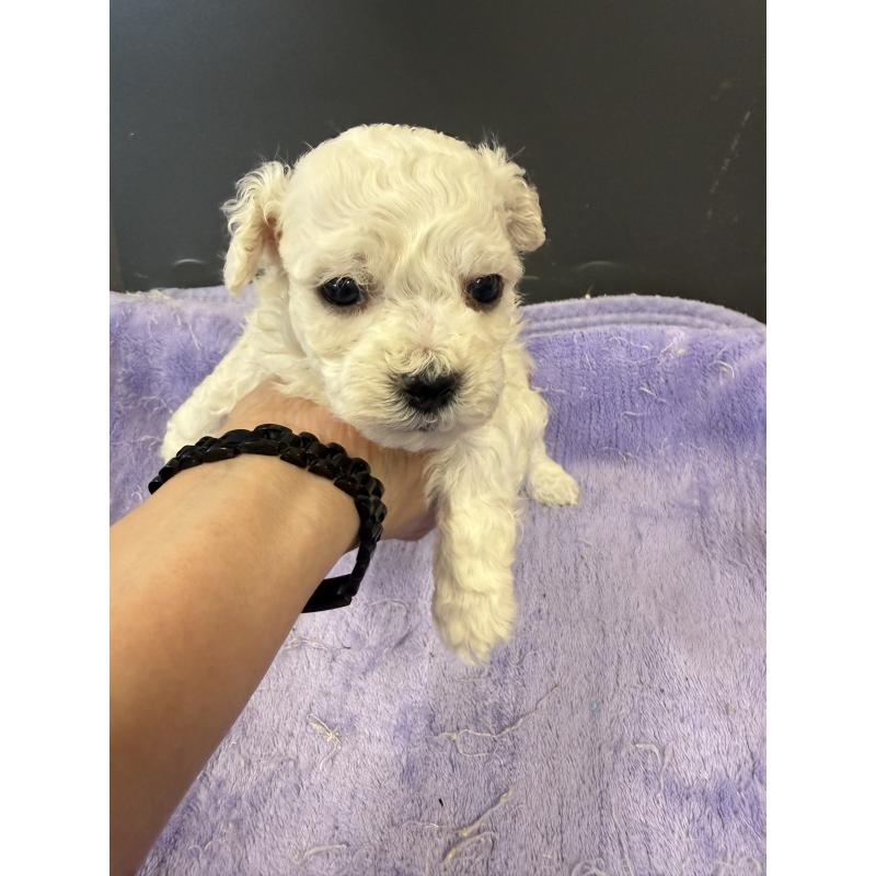 販売中の栃木県のビションフリーゼ-423100の2枚目