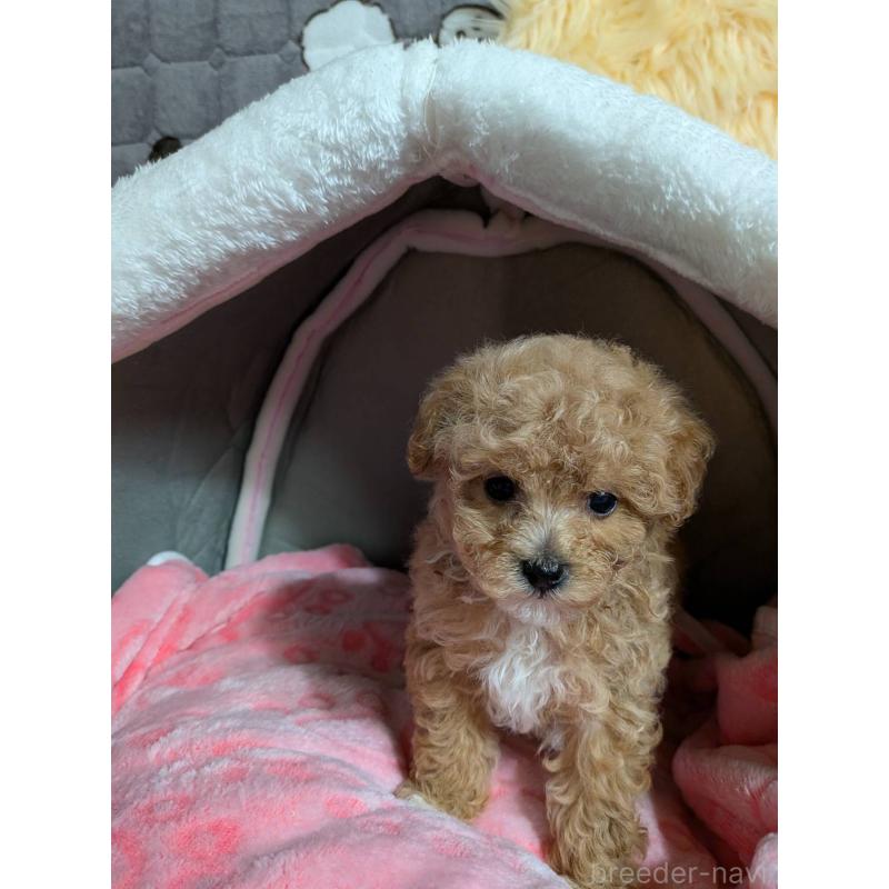 販売中の兵庫県のビションプー:ビションフリーゼ×トイプードル-423101