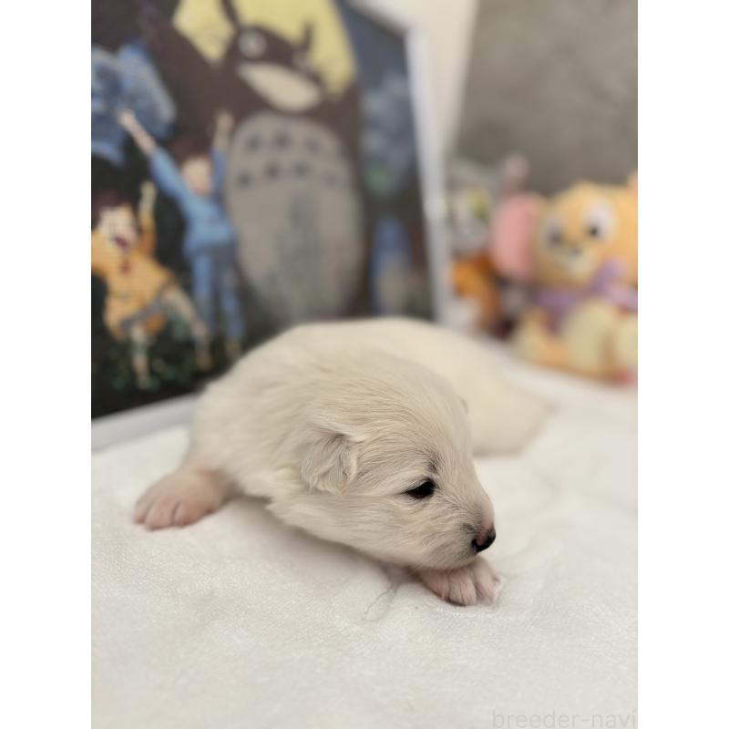 販売中の奈良県のサモエド-423152の7枚目