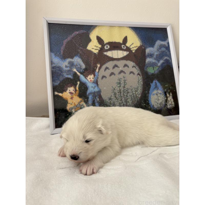 販売中の奈良県のサモエド-423152の6枚目