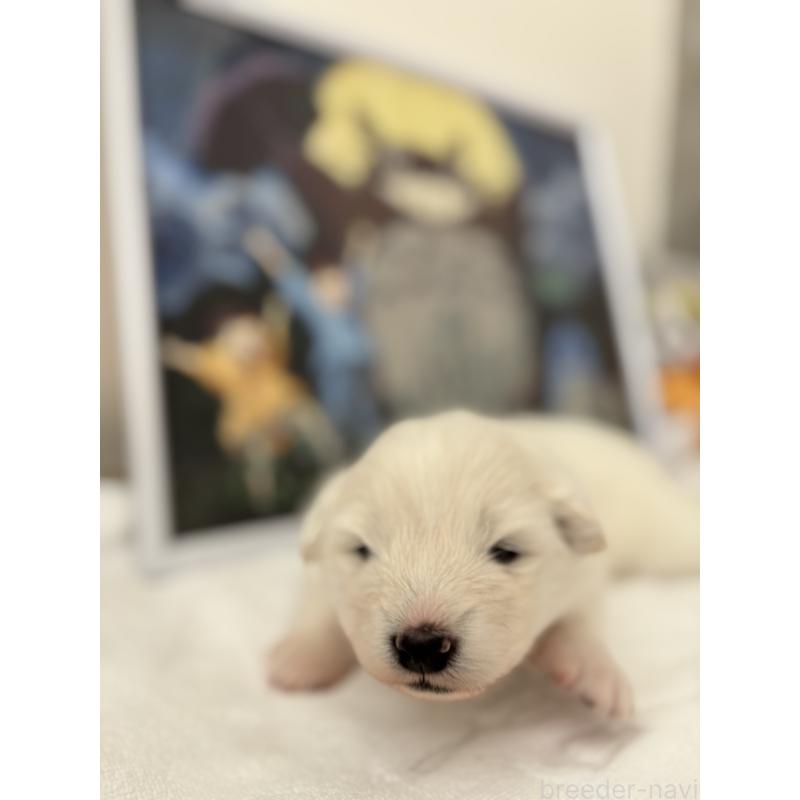 販売中の奈良県のサモエド-423152の5枚目