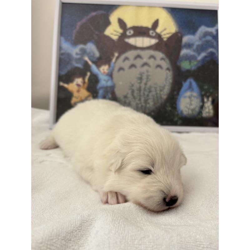 販売中の奈良県のサモエド-423152の4枚目