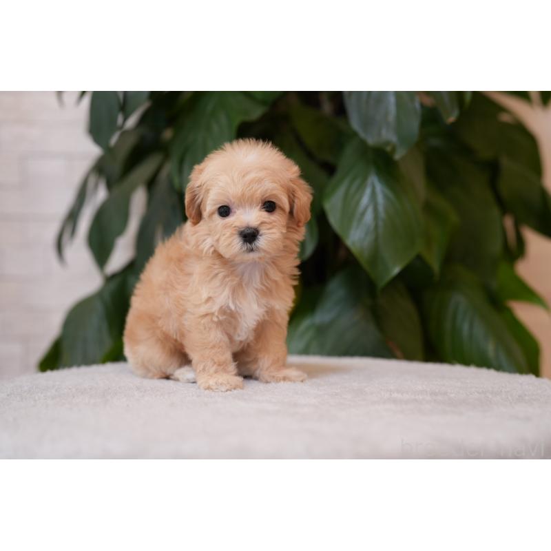 販売中の千葉県のマルプー:マルチーズ×トイプードル-423102の5枚目