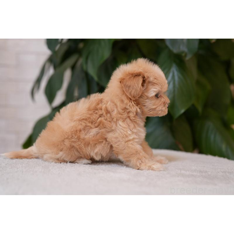 販売中の千葉県のマルプー:マルチーズ×トイプードル-423102の3枚目