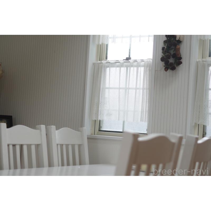 販売中の千葉県のマルプー:マルチーズ×トイプードル-423102の2枚目