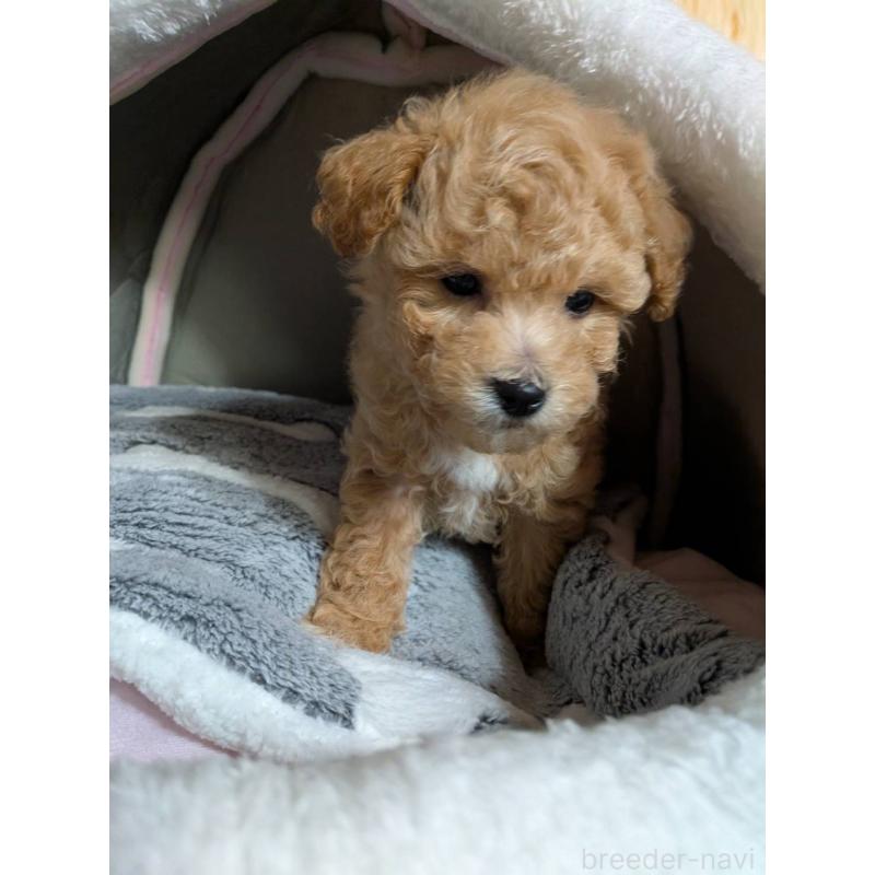 販売中の兵庫県のビションプー:ビションフリーゼ×トイプードル-423103