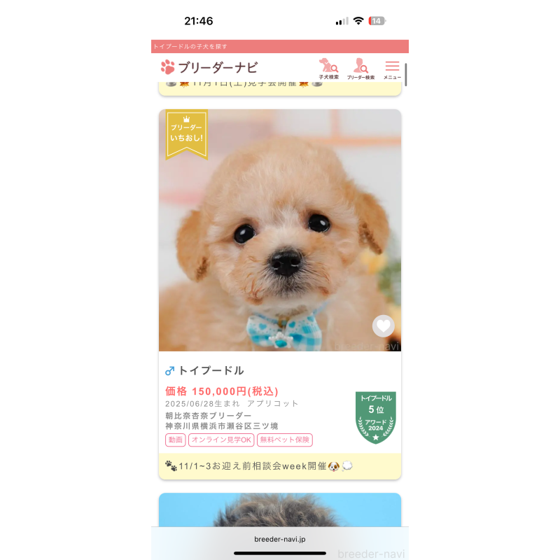 販売中の岡山県のタイニープードル-420393の2枚目