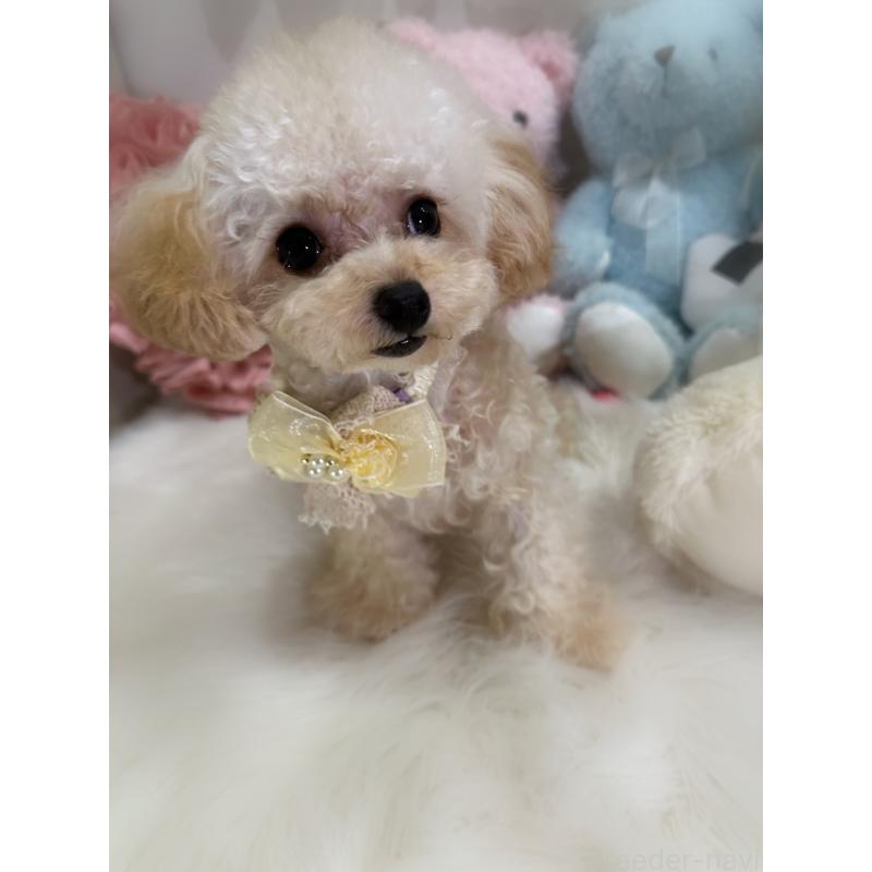 販売中の香川県のティーカッププードル-373376の6枚目