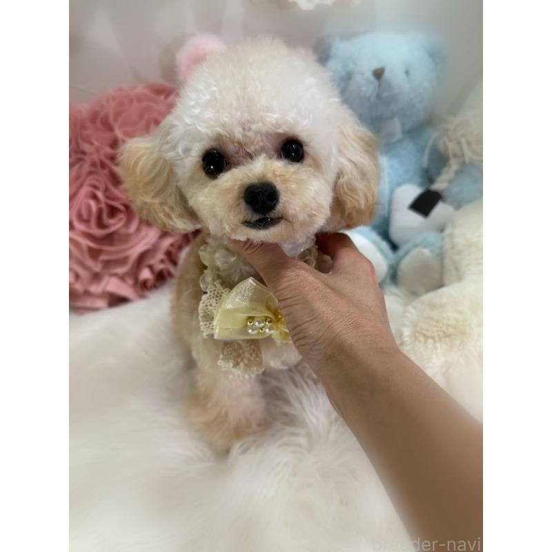 販売中の香川県のティーカッププードル-373376の5枚目