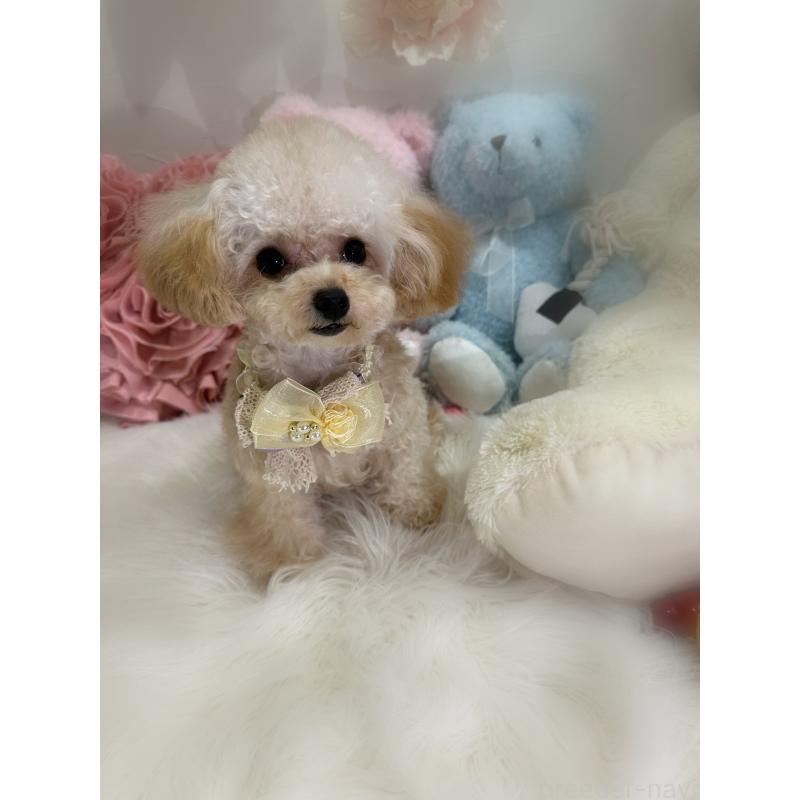 販売中の香川県のティーカッププードル-373376の4枚目