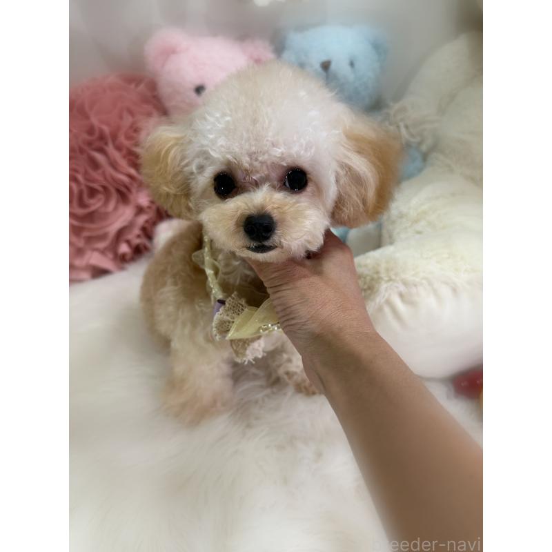 販売中の香川県のティーカッププードル-373376の3枚目