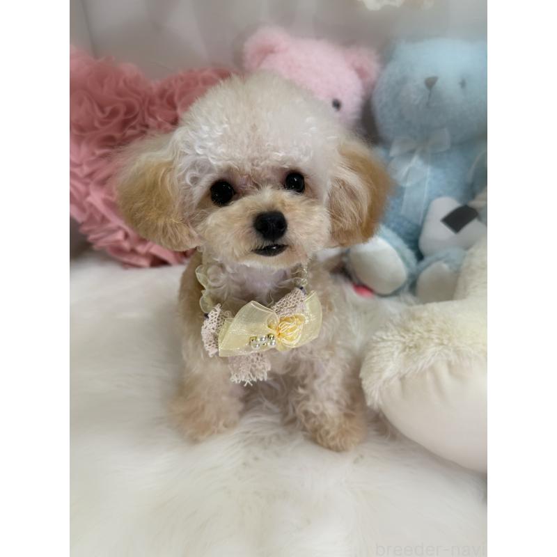 販売中の香川県のティーカッププードル-373376の2枚目