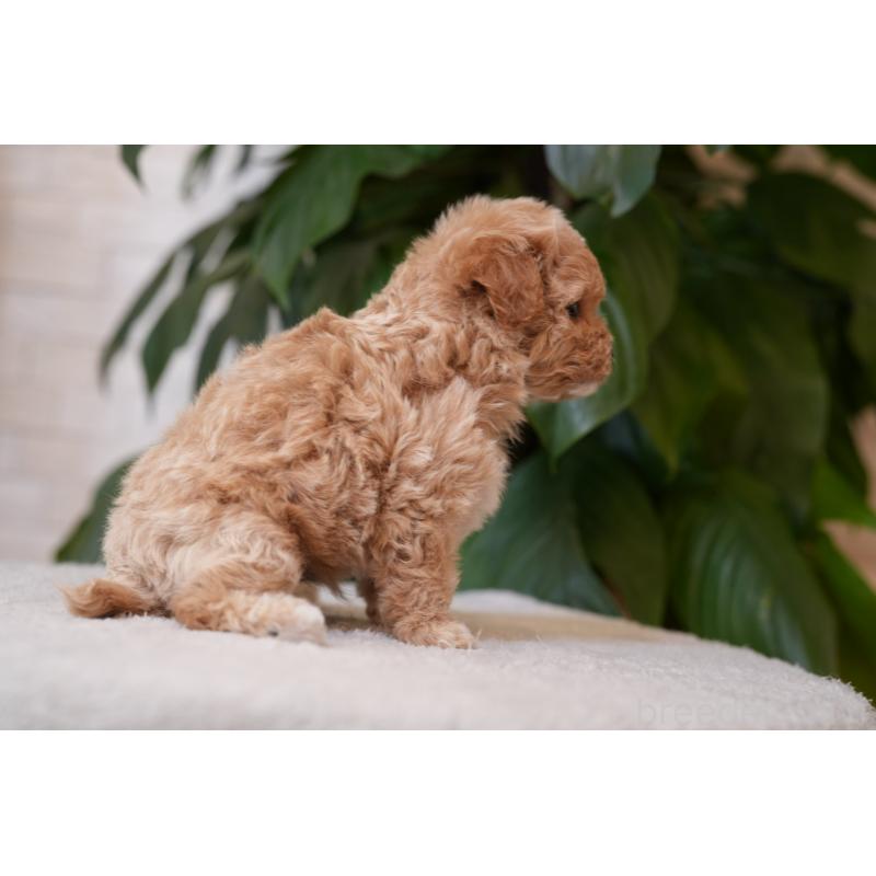 販売中の千葉県のマルプー:マルチーズ×トイプードル-423106の5枚目