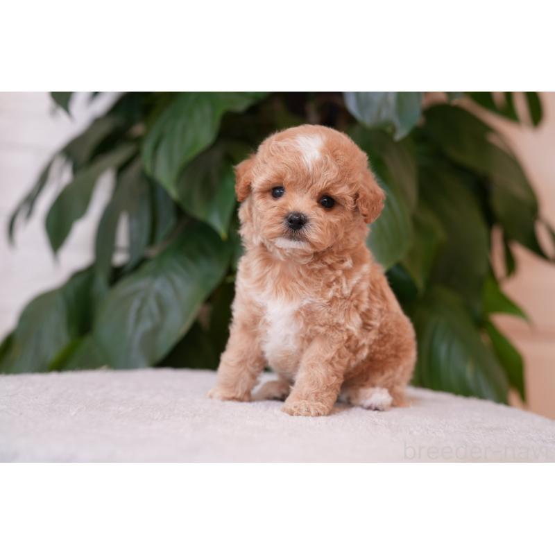 販売中の千葉県のマルプー:マルチーズ×トイプードル-423106の4枚目