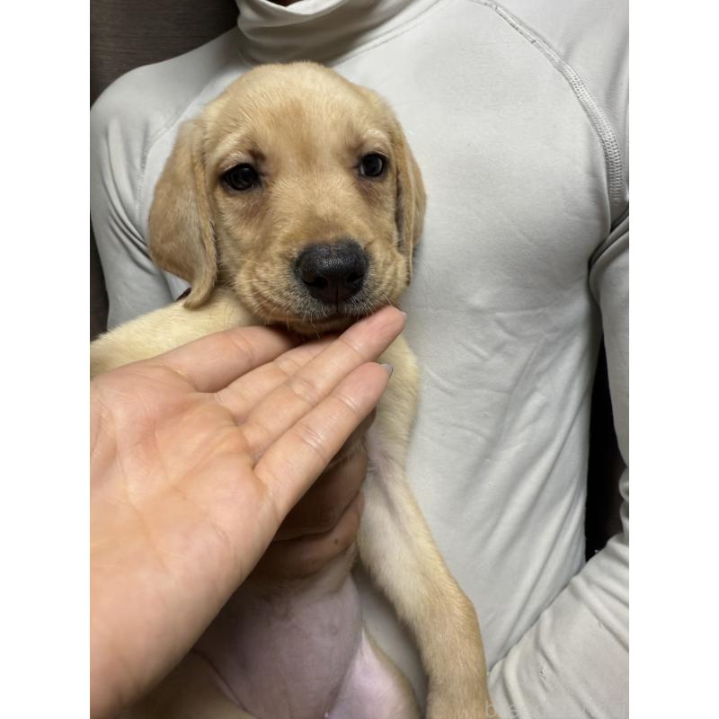 販売中の岡山県のラブラドールレトリーバー-423105の5枚目