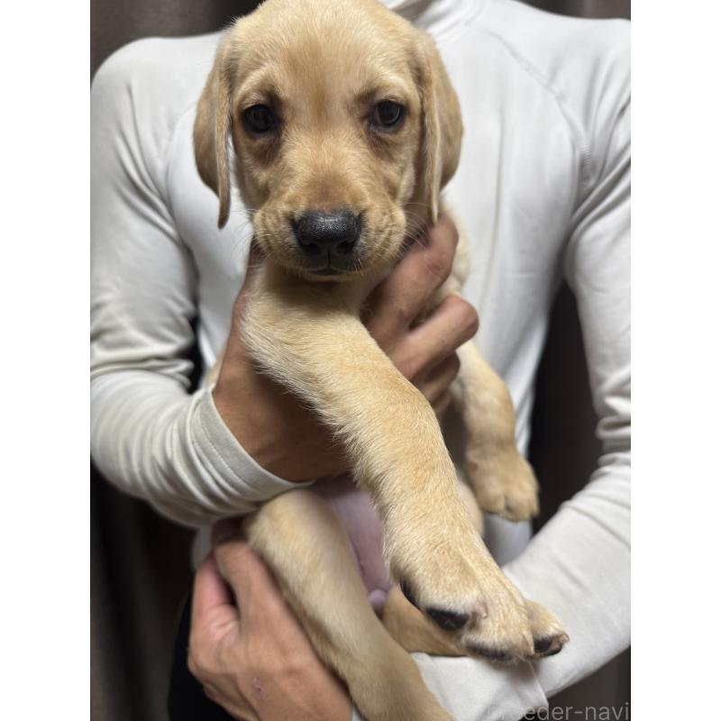 販売中の岡山県のラブラドールレトリーバー-423105の4枚目