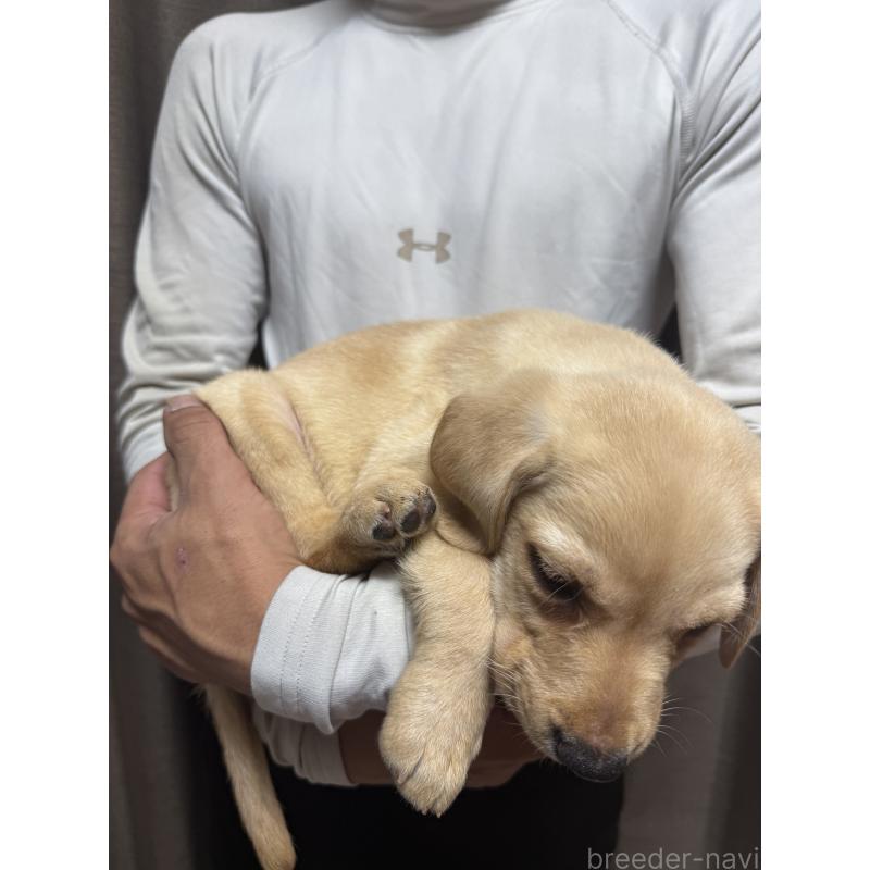 販売中の岡山県のラブラドールレトリーバー-423105の3枚目