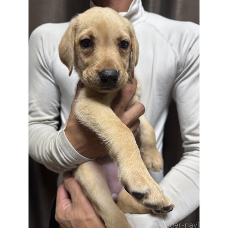 販売中の岡山県のラブラドールレトリーバー-423105の2枚目