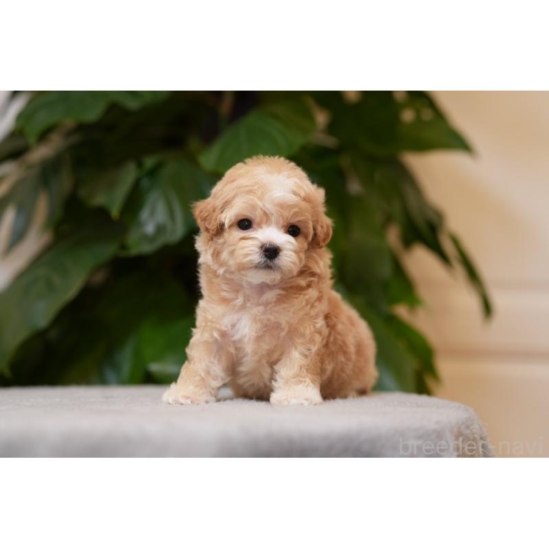 販売中の千葉県のマルプー:マルチーズ×トイプードル-423107の5枚目