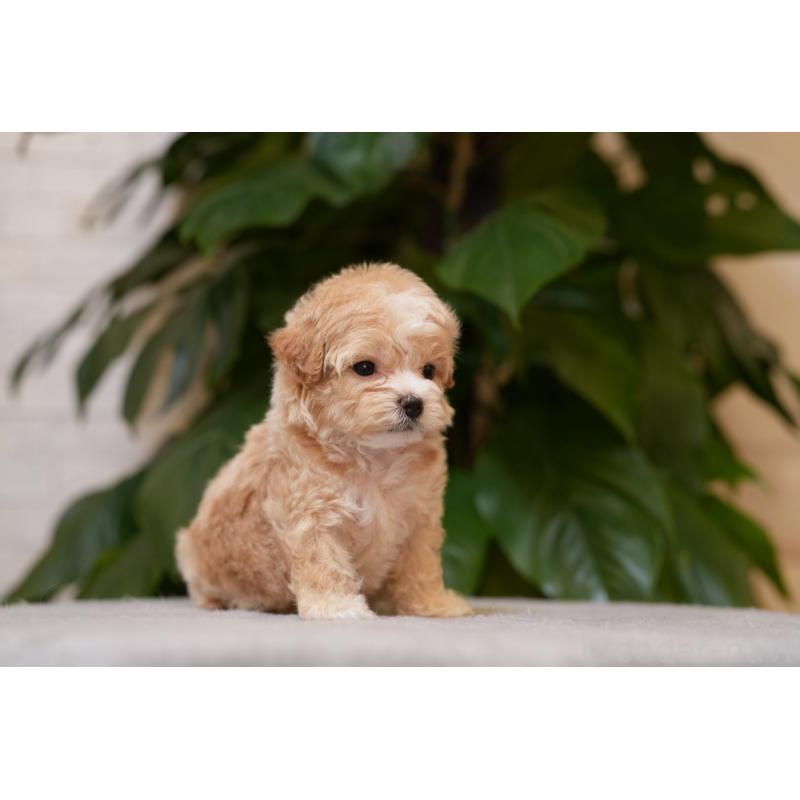 販売中の千葉県のマルプー:マルチーズ×トイプードル-423107の4枚目