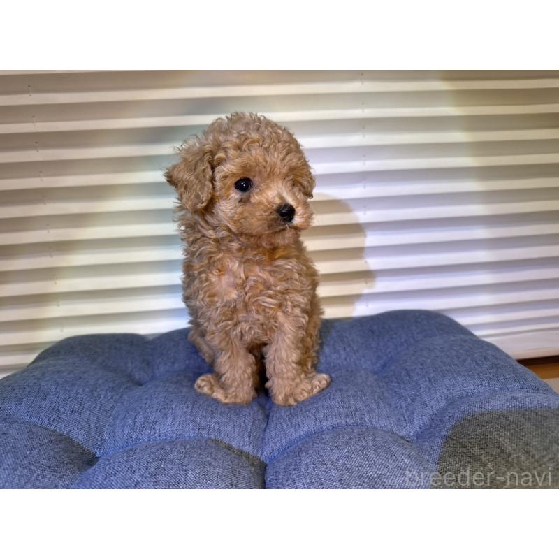 成約済の岡山県のタイニープードル-420287の5枚目