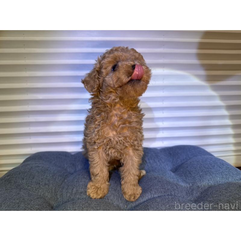 成約済の岡山県のタイニープードル-420287の4枚目