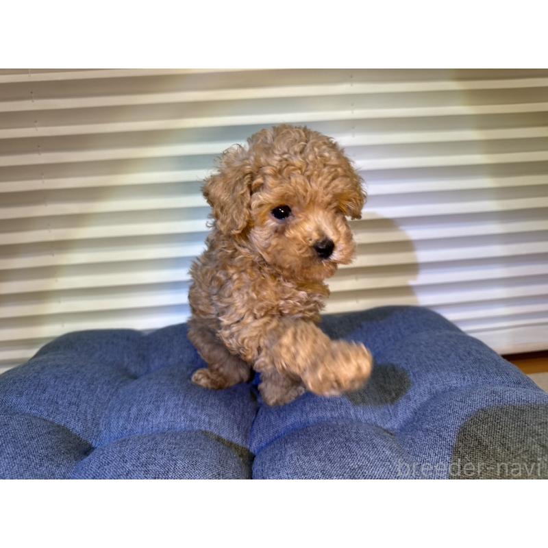 成約済の岡山県のタイニープードル-420287の3枚目