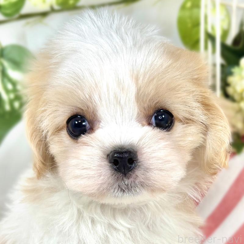 販売中の滋賀県のキャバマル:キャバリア×マルチーズ-421922