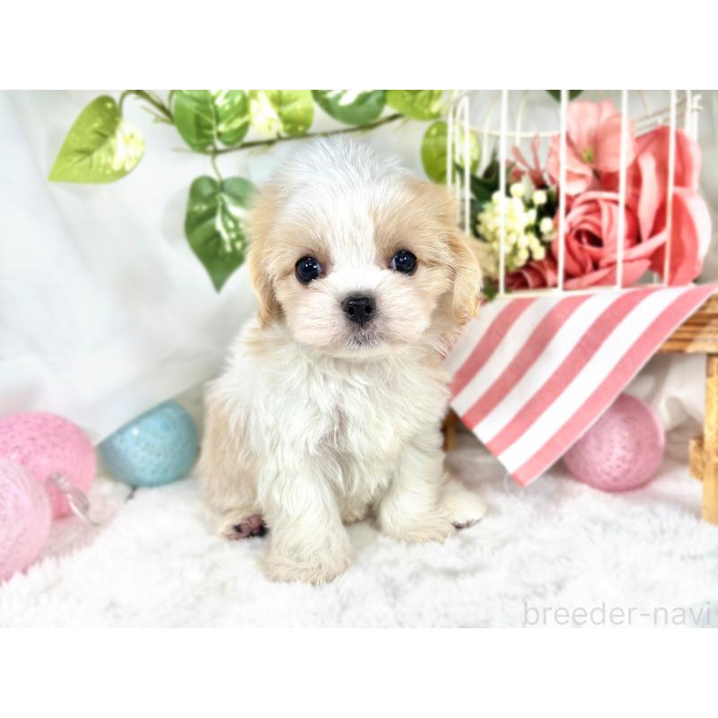 成約済の滋賀県のキャバマル:キャバリア×マルチーズ-421922の4枚目