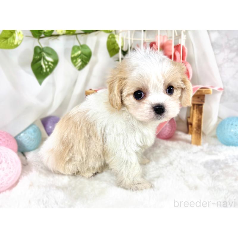 成約済の滋賀県のキャバマル:キャバリア×マルチーズ-421922の3枚目