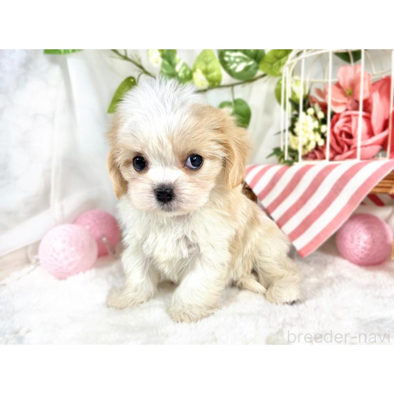 成約済の滋賀県のキャバマル:キャバリア×マルチーズ-421922の2枚目