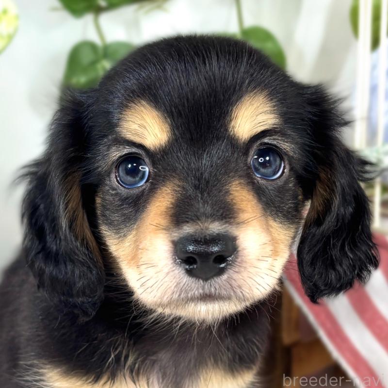 販売中の滋賀県のチワックス:チワワ×ミニチュアダックスフンド-421927